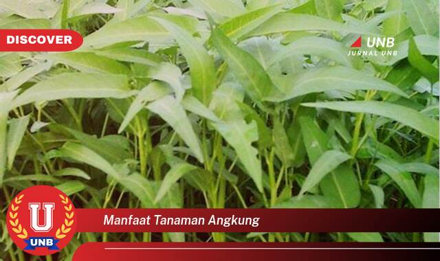 Ketahui 8 Manfaat manfaat tanaman angkung yang Wajib Kamu Intip