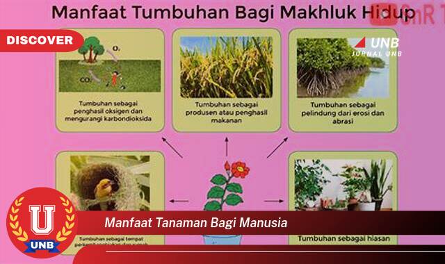 Temukan 9 Manfaat Tanaman bagi Manusia yang Wajib Kamu Ketahui