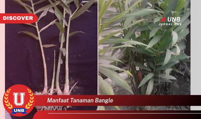 9 Manfaat tanaman bangle yang Bikin Kamu Penasaran