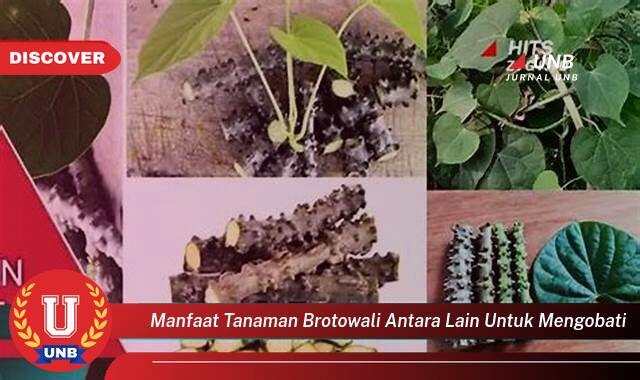 Ketahui 8 Manfaat manfaat tanaman brotowali antara lain untuk mengobati yang Bikin Kamu Penasaran