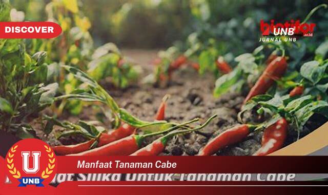 9 Manfaat manfaat tanaman cabe yang tidak Semua Orang Tau