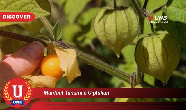 Temukan 8 Manfaat Tanaman Ciplukan untuk Kesehatan Anda yang Menakjubkan