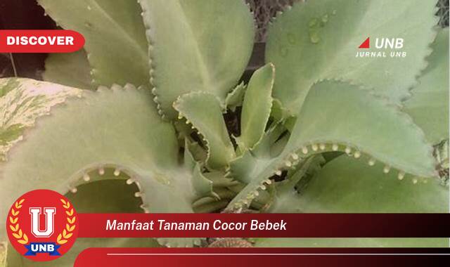 Temukan 10 Manfaat Tanaman Cocor Bebek untuk Kesehatan dan Kecantikan Anda