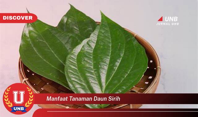 Ketahui 8 Manfaat manfaat tanaman daun sirih yang Bikin Kamu Penasaran