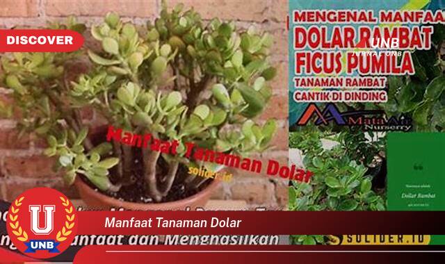 Ketahui 9 Manfaat manfaat tanaman dolar yang tidak Semua Orang Tau