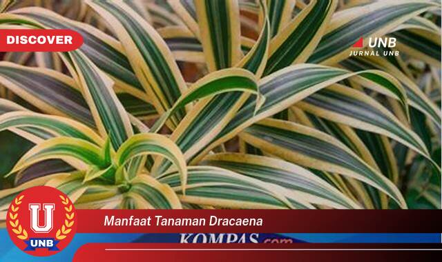 Ketahui 10 Manfaat manfaat tanaman dracaena yang tidak Semua Orang Tau