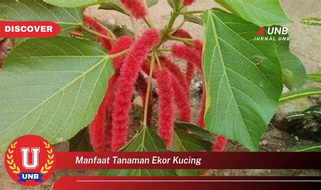Temukan 8 Manfaat manfaat tanaman ekor kucing yang Wajib Kamu Intip