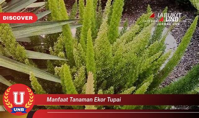 Ketahui 8 Manfaat manfaat tanaman ekor tupai yang Jarang Diketahui