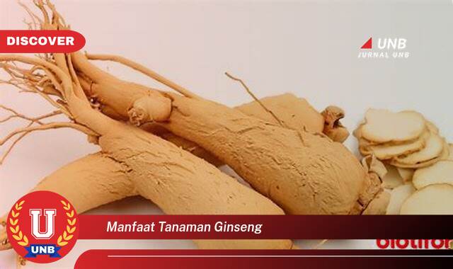 Ketahui 8 Manfaat Tanaman Ginseng yang Wajib Kamu Intip