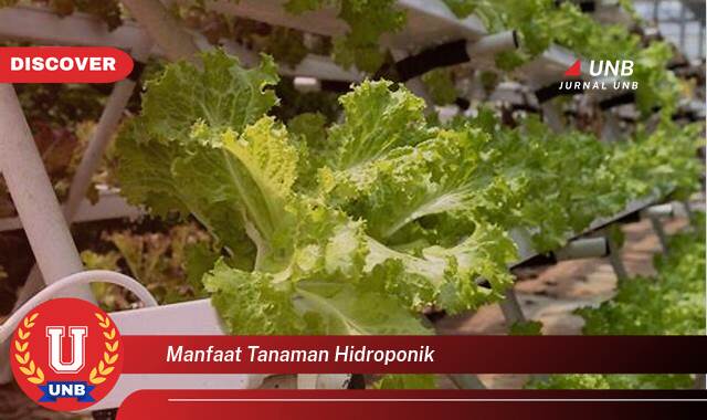 Temukan 9 Manfaat Tanaman Hidroponik untuk Rumah Anda, Solusi Berkebun Modern dan Praktis