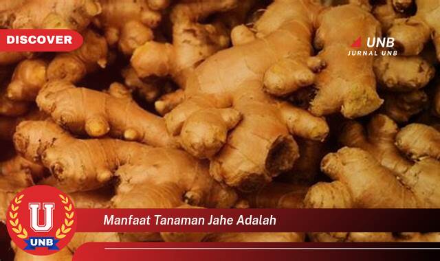 Ketahui 8 Manfaat manfaat tanaman jahe adalah yang tidak Semua Orang Tau
