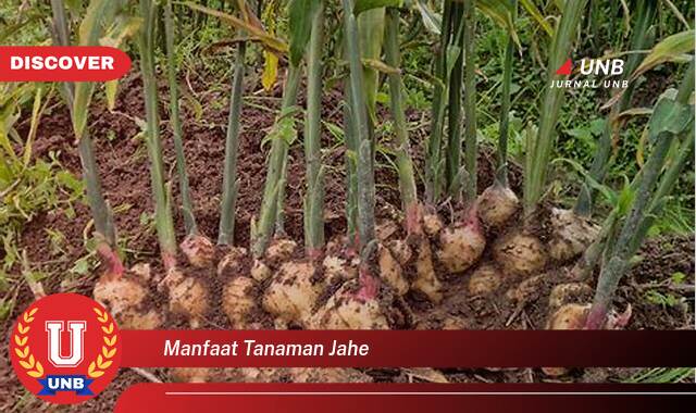 Temukan 9 Manfaat Tanaman Jahe, Panduan Lengkap dari Akar hingga Daun