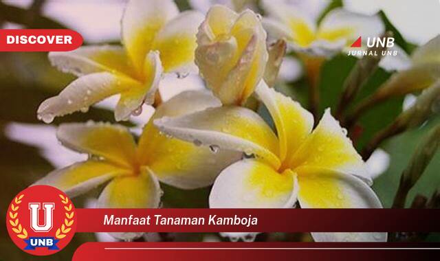 Inilah 10 Manfaat manfaat tanaman kamboja yang Bikin Kamu Penasaran