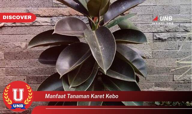 Ketahui 8 Manfaat manfaat tanaman karet kebo yang tidak Semua Orang Tau