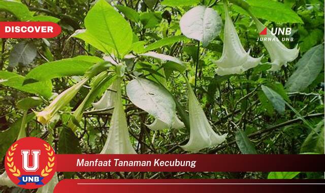 Temukan 9 Manfaat Tanaman Kecubung untuk Kesehatan dan Pengobatan Tradisional