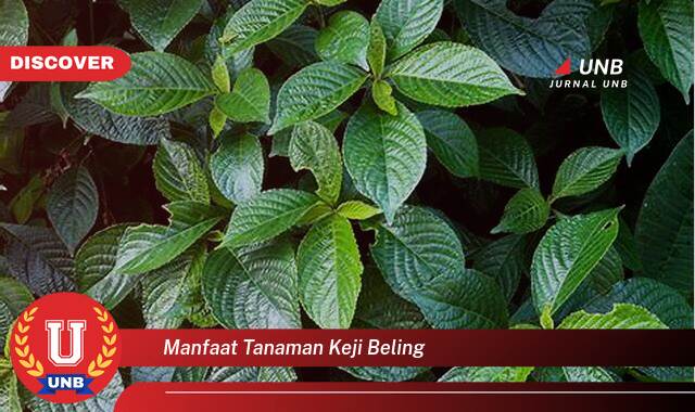 Inilah 8 Manfaat manfaat tanaman keji beling yang Bikin Kamu Penasaran