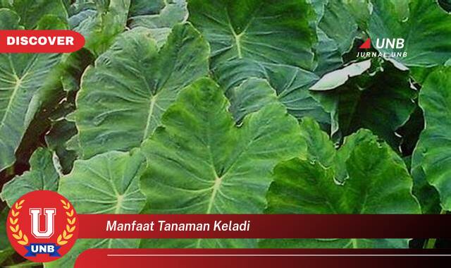 Temukan 9 Manfaat manfaat tanaman keladi yang Bikin Kamu Penasaran