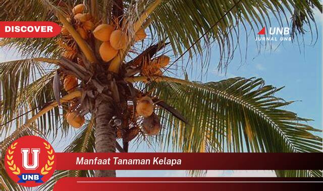 8 Manfaat Tanaman Kelapa yang Bikin Kamu Penasaran