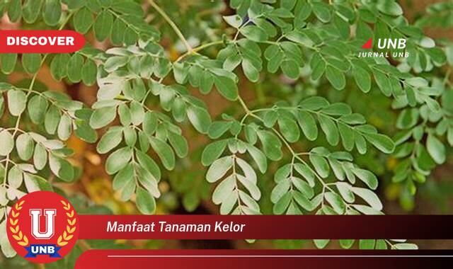 9 Manfaat manfaat tanaman kelor yang Bikin Kamu Penasaran