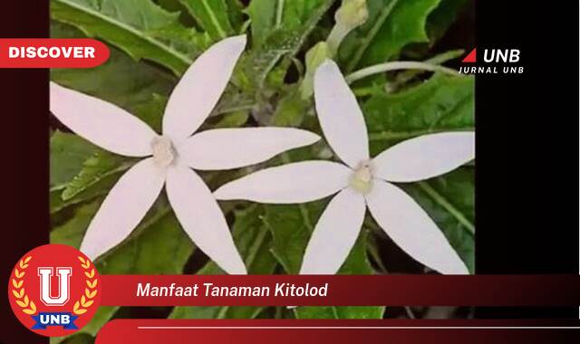 Inilah 9 Manfaat manfaat tanaman kitolod yang Wajib kamu ketahui