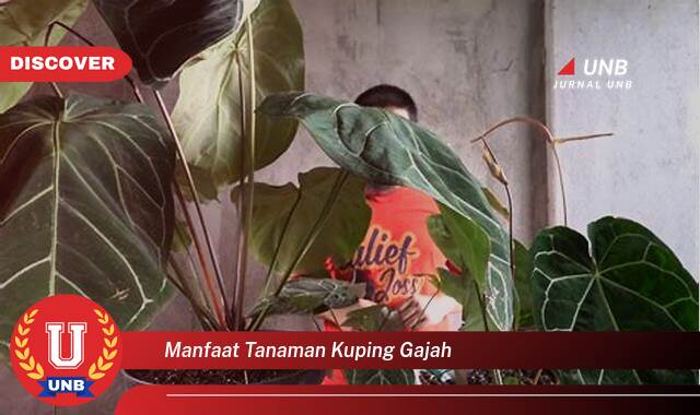 Temukan 10 Manfaat manfaat tanaman kuping gajah yang Bikin Kamu Penasaran