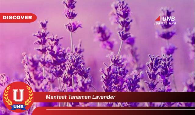 Inilah 10 Manfaat manfaat tanaman lavender yang Wajib kamu ketahui