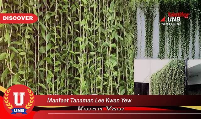 Temukan 8 Manfaat Tanaman Lee Kwan Yew untuk Rumah dan Lingkungan Anda