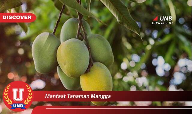 Inilah 8 Manfaat tanaman mangga yang Wajib kamu ketahui