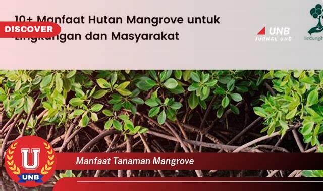 Temukan 9 Manfaat manfaat tanaman mangrove yang Jarang Diketahui