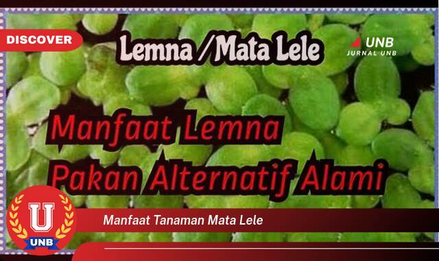 Inilah 10 Manfaat manfaat tanaman mata lele yang tidak Semua Orang Tau