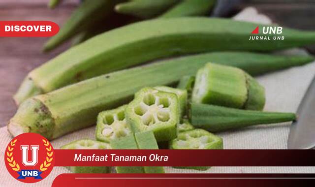 Temukan 8 Manfaat Tanaman Okra untuk Kesehatan, Kecantikan, dan Kuliner