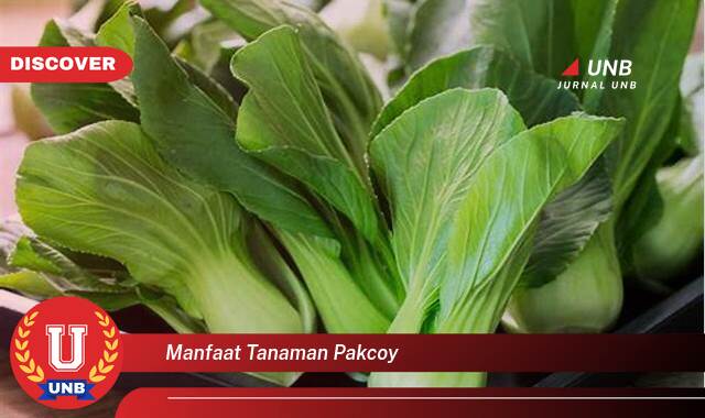 Inilah 10 Manfaat manfaat tanaman pakcoy yang Wajib Kamu Intip