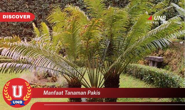10 Manfaat tanaman pakis yang Wajib Kamu Intip