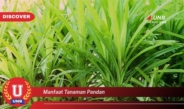 8 Manfaat manfaat tanaman pandan yang tidak Semua Orang Tau
