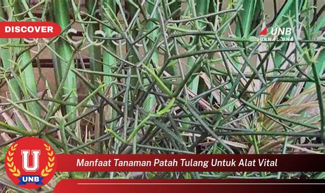 8 Manfaat tanaman patah tulang untuk alat vital yang Jarang Diketahui