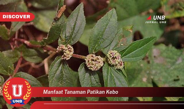 Temukan 10 Manfaat manfaat tanaman patikan kebo yang Wajib kamu ketahui