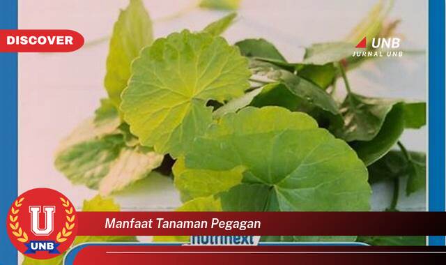 10 Manfaat tanaman pegagan yang Jarang Diketahui