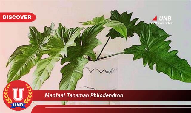 Ketahui 8 Manfaat manfaat tanaman philodendron yang Bikin Kamu Penasaran