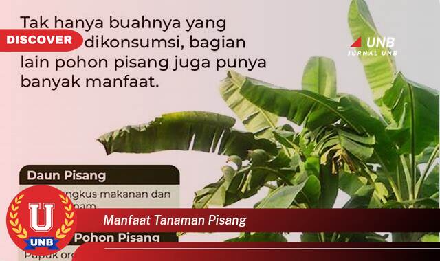 Temukan 9 Manfaat manfaat tanaman pisang yang Wajib Kamu Intip