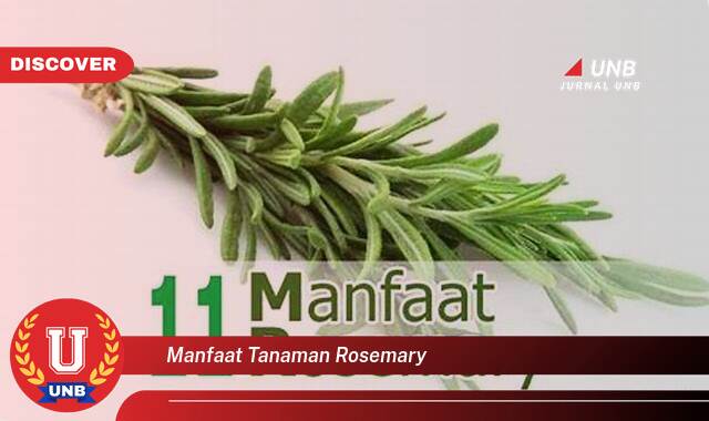 Inilah 8 Manfaat tanaman rosemary yang Jarang Diketahui