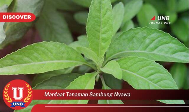 Inilah 10 Manfaat manfaat tanaman sambung nyawa yang Wajib Kamu Intip