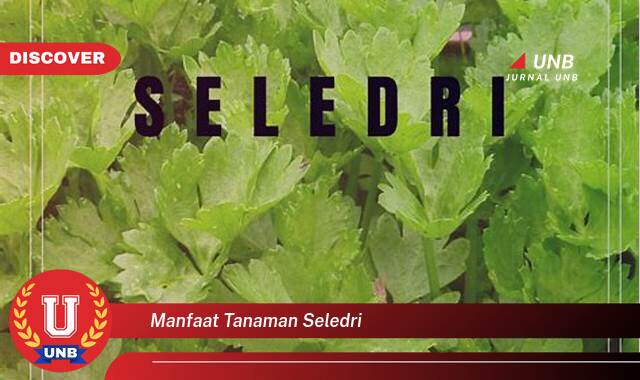 Ketahui 9 Manfaat manfaat tanaman seledri yang Wajib kamu ketahui