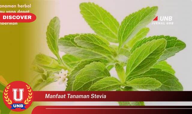 Inilah 10 Manfaat manfaat tanaman stevia yang Wajib kamu ketahui