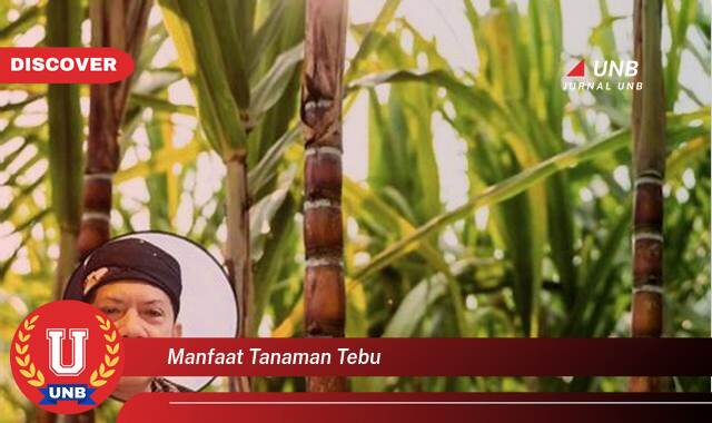 Ketahui 8 Manfaat tanaman tebu yang Wajib Kamu Intip