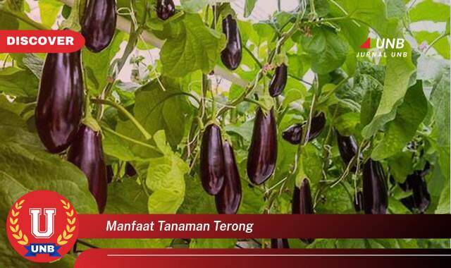 Temukan 9 Manfaat manfaat tanaman terong yang Wajib kamu ketahui