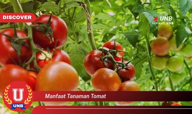 Temukan 9 Manfaat Tanaman Tomat untuk Kesehatan, Kecantikan, dan Masakan