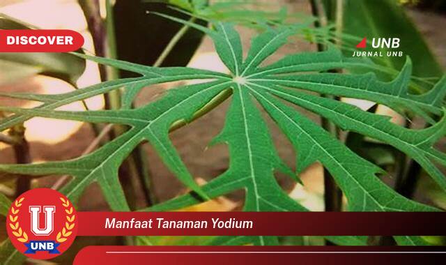 9 Manfaat manfaat tanaman yodium yang Wajib Kamu Intip