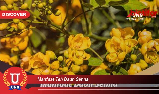 Inilah 8 Manfaat manfaat teh daun senna yang Jarang Diketahui