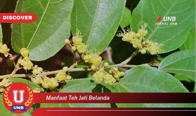 Inilah 10 Manfaat manfaat teh jati belanda yang Jarang Diketahui