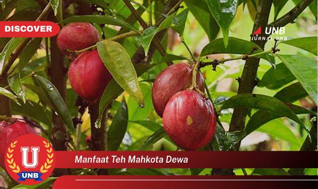 Inilah 9 Manfaat Teh Mahkota Dewa yang Wajib Kamu Ketahui
